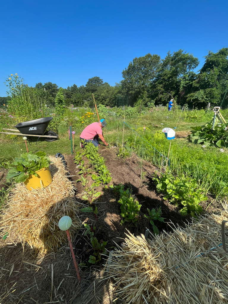 Club members tending to the Plant a Row plot