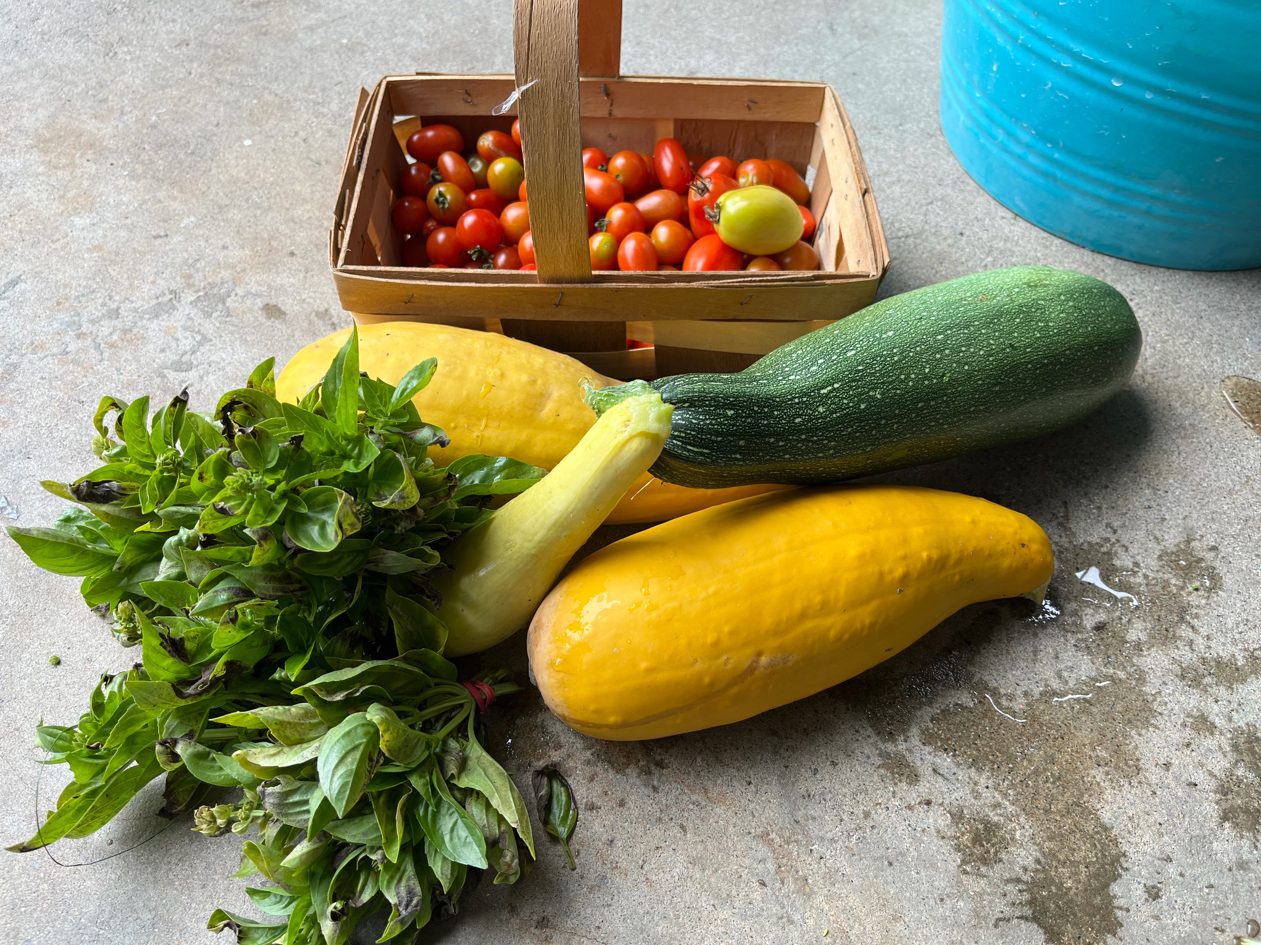 Vegetables harvested from the plot